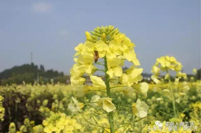 潼南附近的城市好玩的地方,潼南是不是个好地方