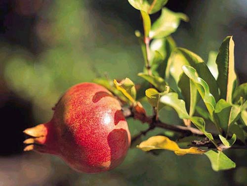 带你认识这些花,这些花长得极丑镇宅又养人