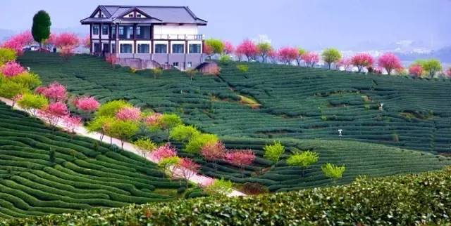 漳平茶山樱花,漳平樱花园景点