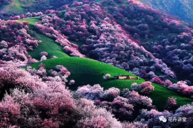 择一片花海，定三生情缘