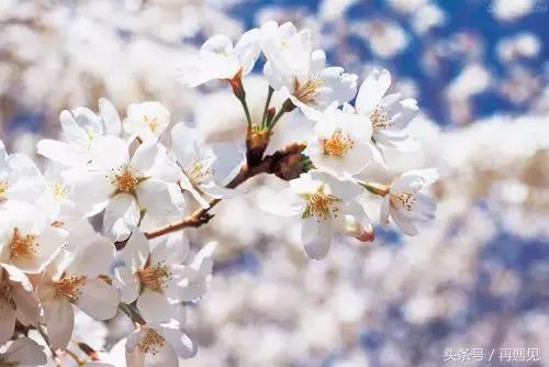 樱花季攻略完整版,樱花上海攻略