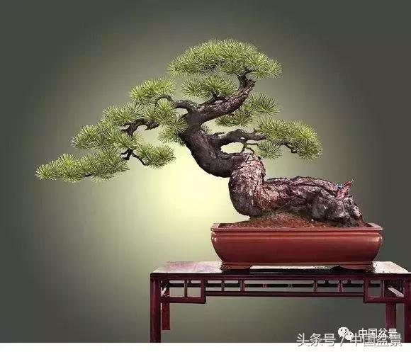 山松移植后黄叶,山松下山桩一月份怎么黄叶了