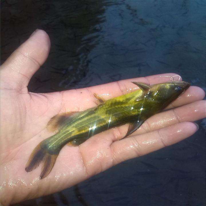 常见原生缸鱼,广西常见原生鱼