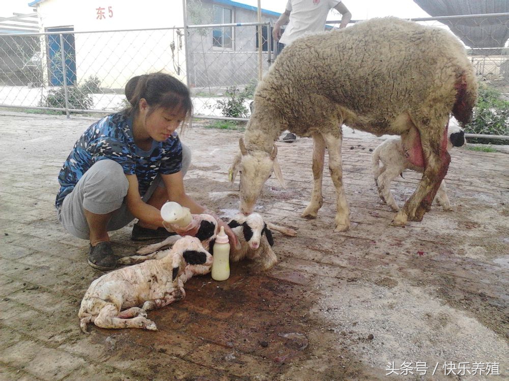 母羊难产肚子里有死胎该怎么助产,母羊难产人工助产方法