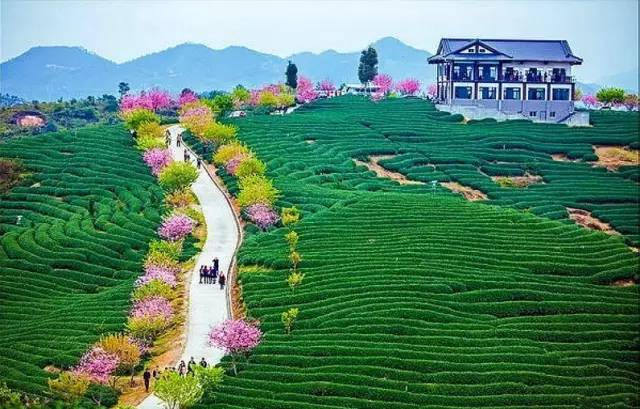 漳平茶山樱花,漳平樱花园景点