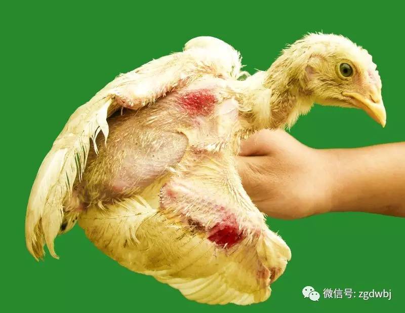 鸡的啄肛癖怎么治,鸡啄癖症