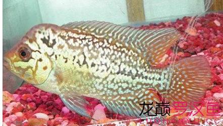 罗汉鱼饲养术语,罗汉鱼饲养法图解