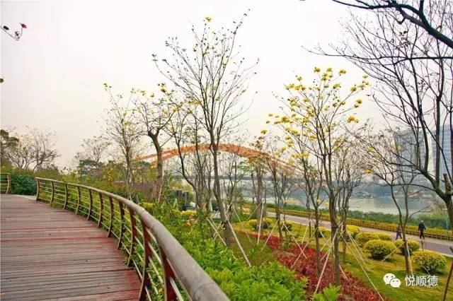 佛山哪里可以看黄花风铃木,佛山三水黄花风铃木最新视频