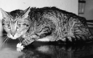 喵的，我都这么痛了！你还看不出来么？！