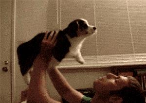 母狗和公狗哪个聪明一些,母狗和公狗哪个聪明