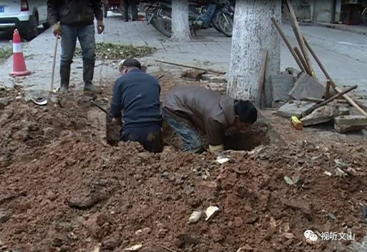 广南居民区停水，原是树根水管“太缠绵”，一使劲水管被挤“哭”了