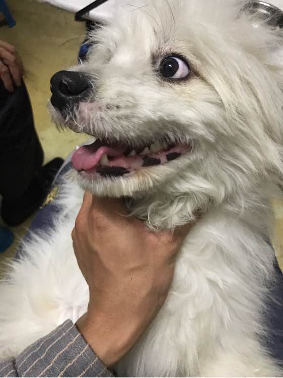 萨摩耶纯不纯怎么辨别,该怎么看萨摩耶纯不纯