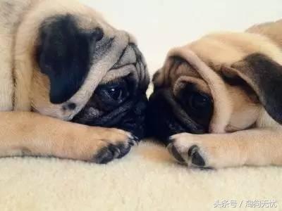 春天来了狗狗也撒欢,春天来了你家的狗能管好吗