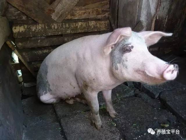 与猪的“亲密接触”要注意什么：给药、灌肠、保定、注射等