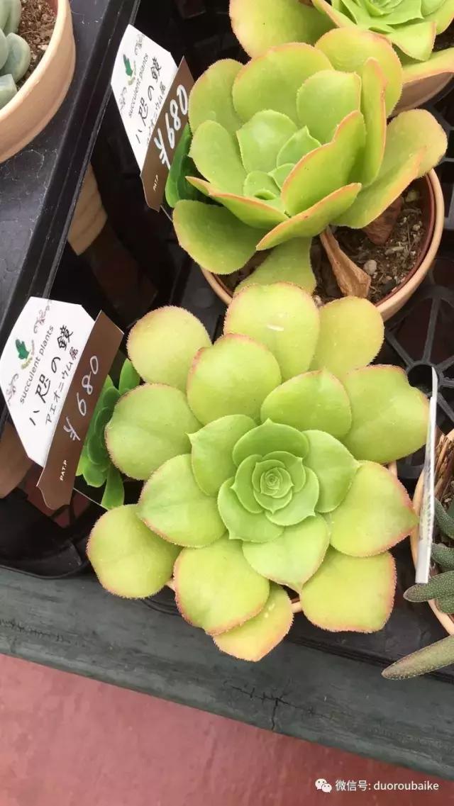 日本最好的多肉大棚,走进日本北海道