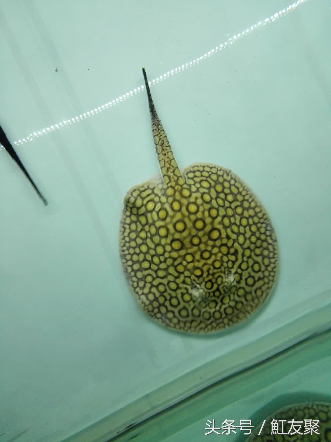 买鱼买大鱼还是鱼苗好,买鱼苗好还是买大鱼繁殖好