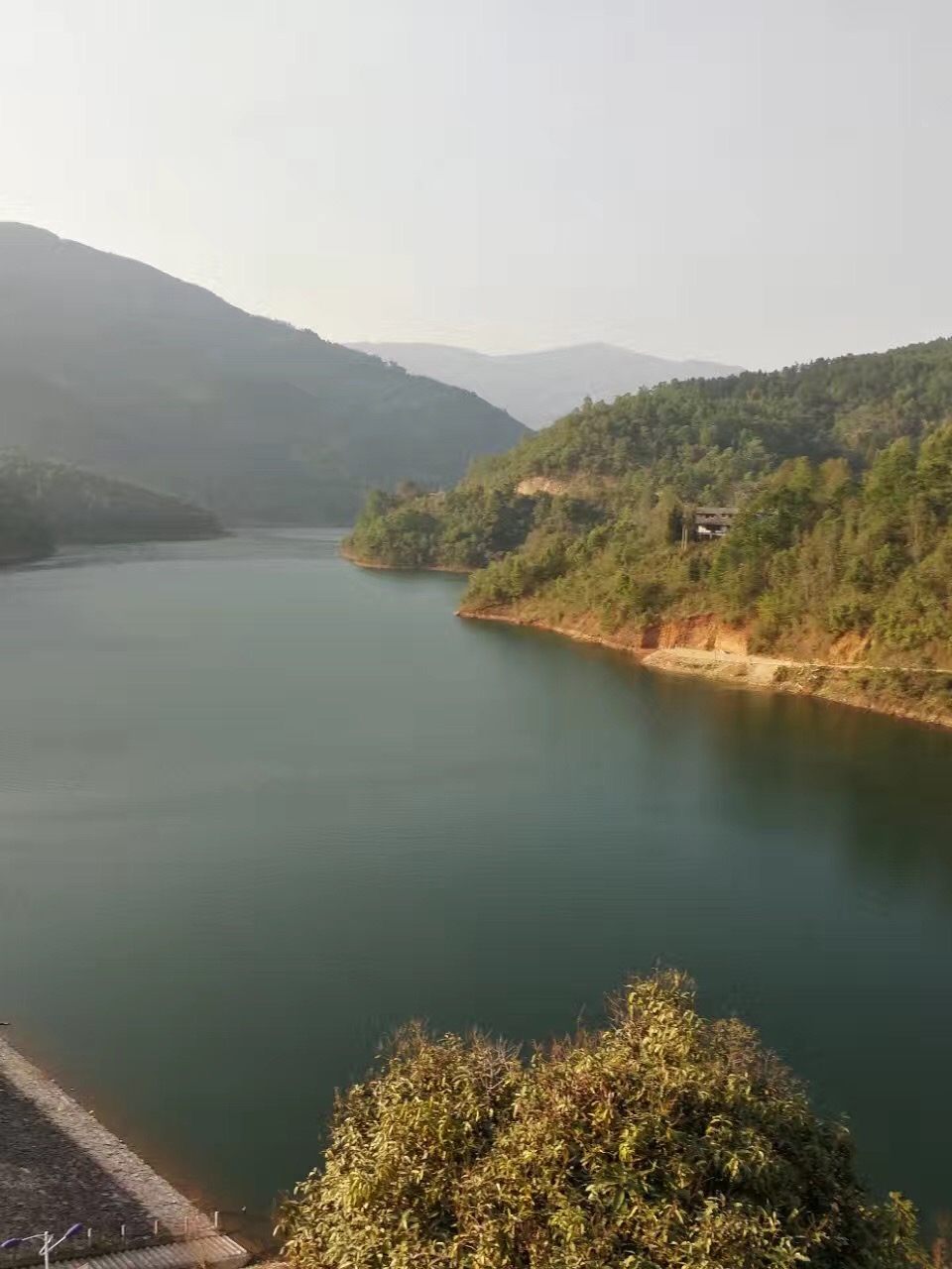 普洱茶冰岛有什么特点和口感,喝真正的冰岛普洱