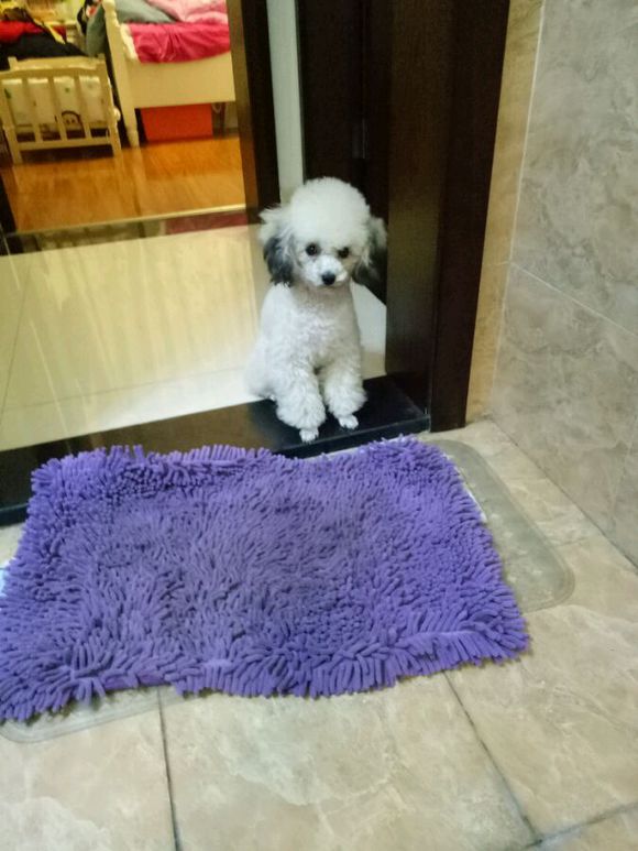 泰迪狗狗超过预产期还没生怎么办,怀孕的泰迪40天没有肚子