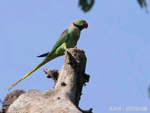 亚历山大鹦鹉都会说话吧,亚历山大鹦鹉怎么分品种