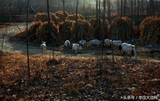 醉美滕州套餐,枣庄风景最美的景点