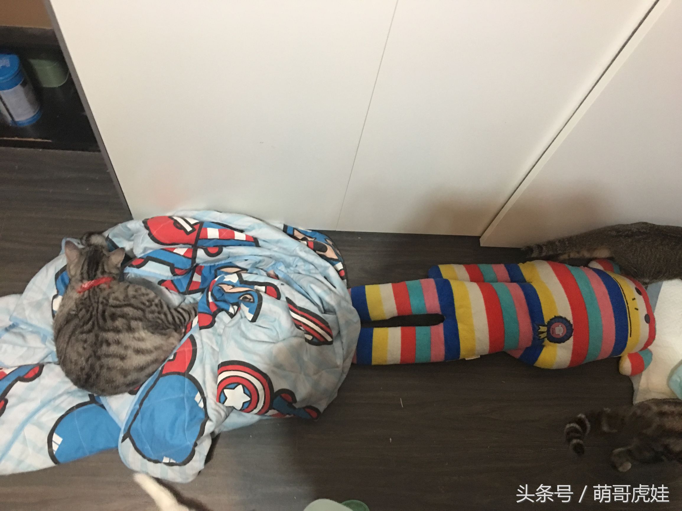 大家都是怎么防止猫尿床的,家有恶猫尿床