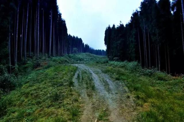 成都春季爬山踏青赏花一日游,成都周边踏青二日游自驾游
