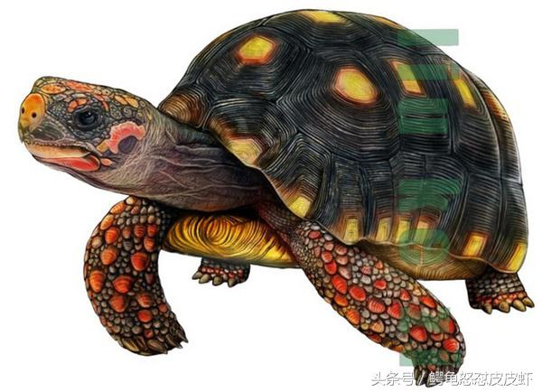 各种宠物龟饲养方法大全,宠物龟超容易养活饲养指南多图