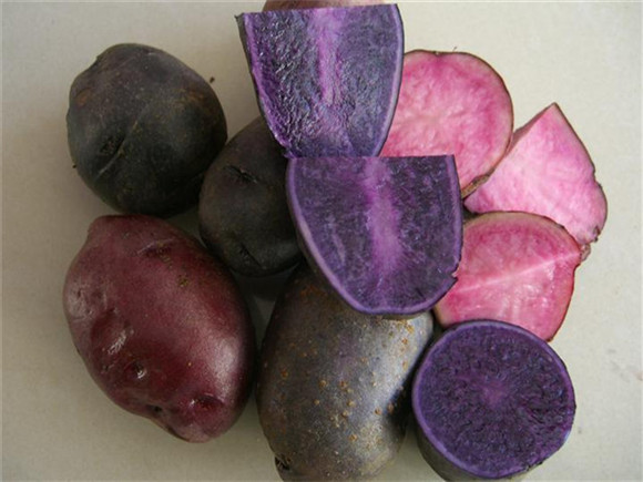 你好！那个叫“洋芋”的马铃著同志！