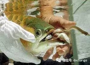 小牛喂鲸鱼奶,一天增重近两百斤!这些冷姿势,简直亮瞎眼