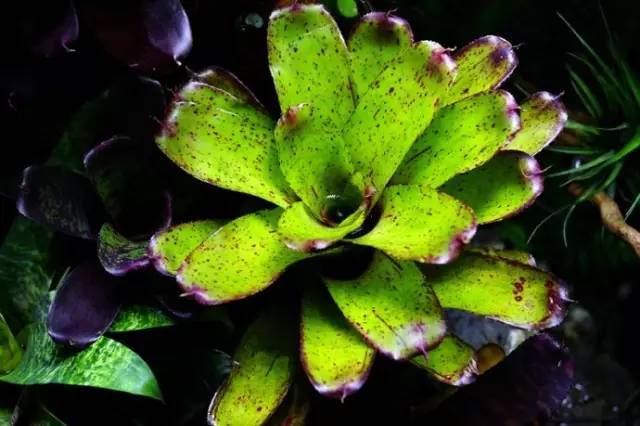 水族箱草缸开缸教程新手入门,雨林缸开缸多久植物才会稳定