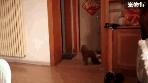 训狗师训练泰迪站立走路,靠谱的泰迪犬训练学校训二哈