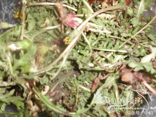 天气变化时鱼怎么不好钓,天气忽冷忽热鱼会怎么样