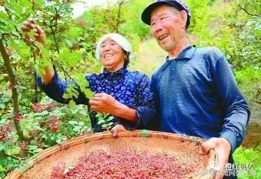 韩城花椒历史文化 (韩城花椒最多的地方是哪里)