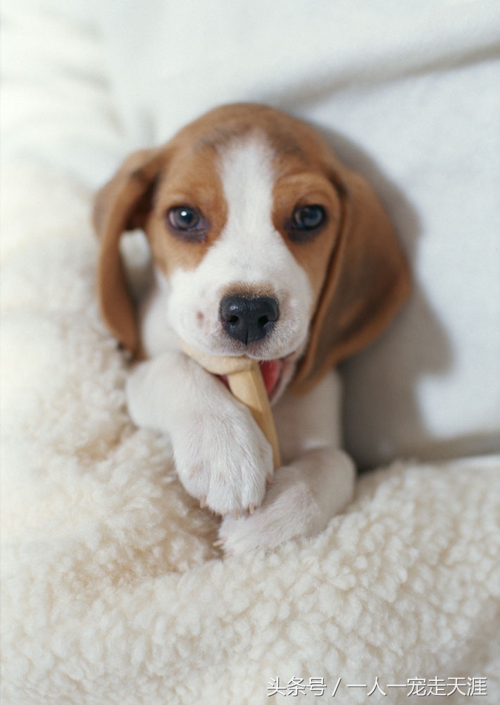 狗狗撕尿垫怎么办,狗狗撕被子怎么办