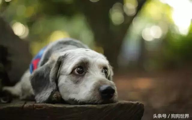 狗狗第一次来月经注意事项,狗狗生产后的5大注意事项