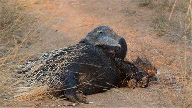 平头哥为啥不怕大型食肉动物,平头哥会攻击人类吗
