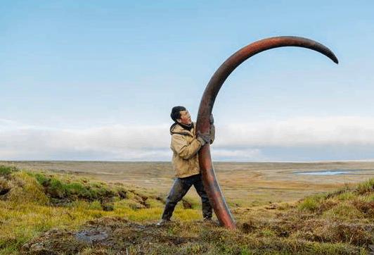 俄罗斯挖猛犸象牙视频 (俄罗斯开采猛犸象牙吗)