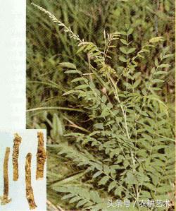 农村中草药图解大全,农村中草药图谱和作用