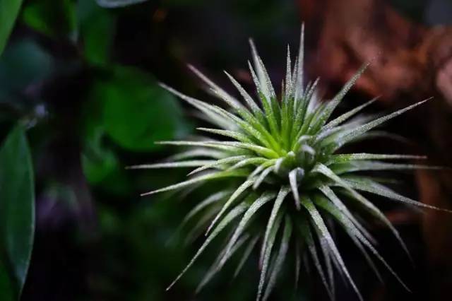 水族箱草缸开缸教程新手入门,雨林缸开缸多久植物才会稳定