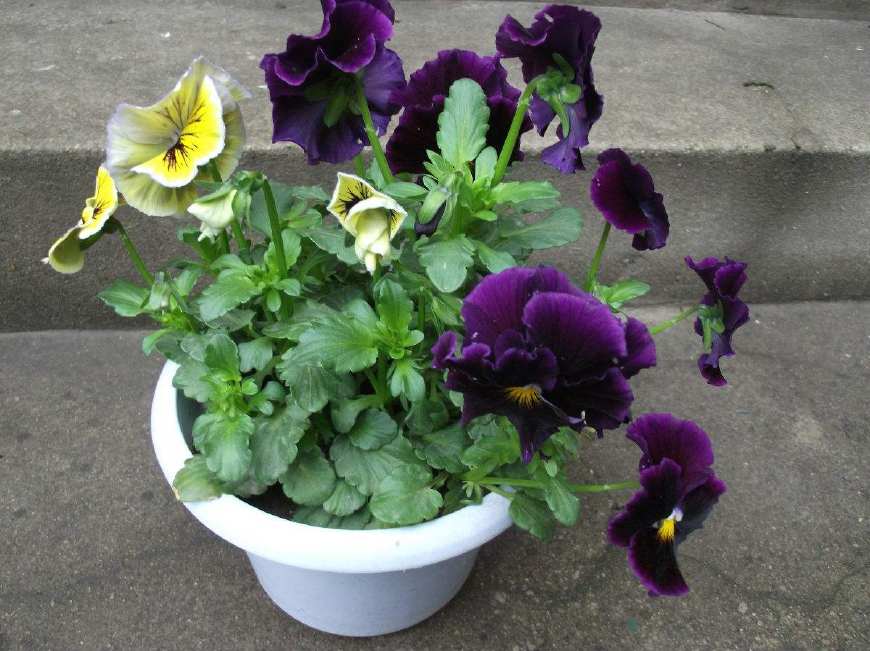 三色堇庭院图片,三色堇可食用盆栽