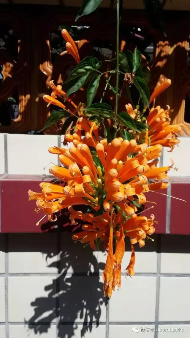 小心！这些坏蛋会吃多肉哦！