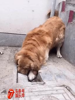 十几岁的金毛,金毛在家闻到老鼠了