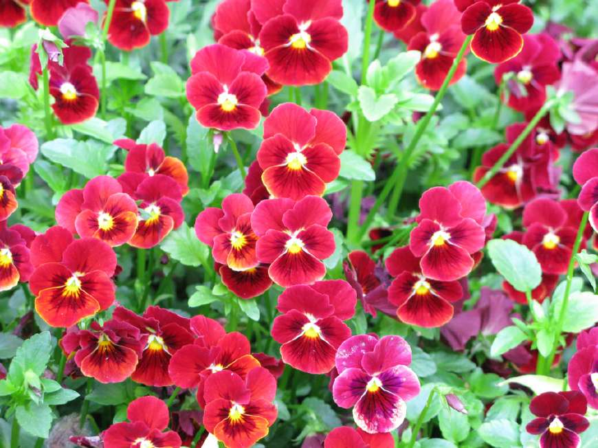 三色堇庭院图片,三色堇可食用盆栽