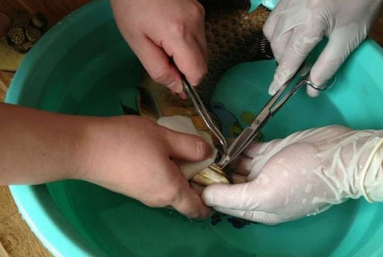 龙鱼腹鳍恢复过程,龙鱼拔鳞手术需要注意什么