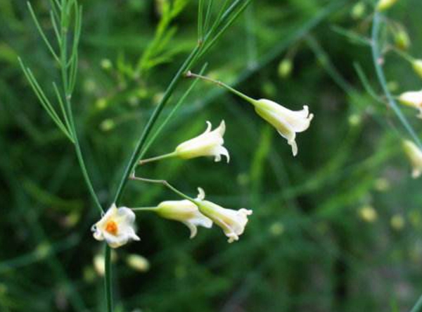 每日花语全集,每日花语紫罗兰永恒的美