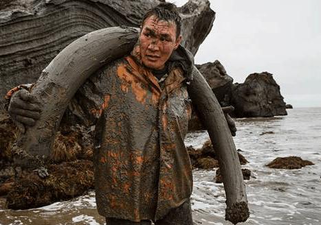 俄罗斯挖猛犸象牙视频 (俄罗斯开采猛犸象牙吗)