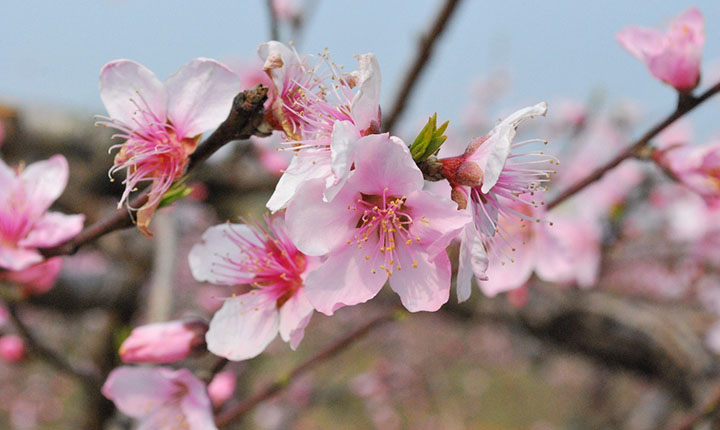精选:武汉周边小众旅行地,田园生活美成诗!
