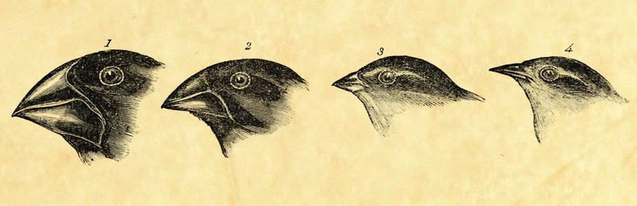 关于进化论的十五大误解,为什么很多人质疑进化论