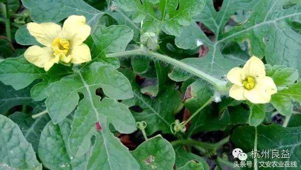 西瓜六必治瓜类六大病害一招搞定,西瓜病害六必治