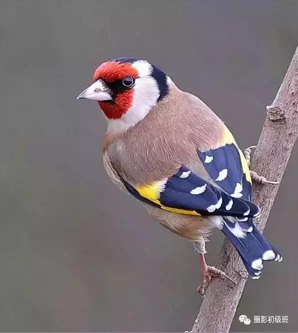 鸟类百科大全视频,鸟类大全包括孔雀吗